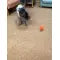 Pets Electric Jumping Ball Automatic Dog-teasing Luminous Pet Products Pets Dogs Training Products Ball Toys For Dogs Resistance